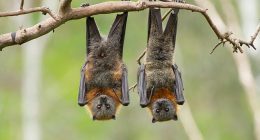 Australian bat Lyssavirus can, on rare occasions, spread from bats to humans through physical contact (pictured are two Australian fruit bats)