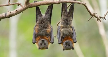 Australian bat Lyssavirus can, on rare occasions, spread from bats to humans through physical contact (pictured are two Australian fruit bats)
