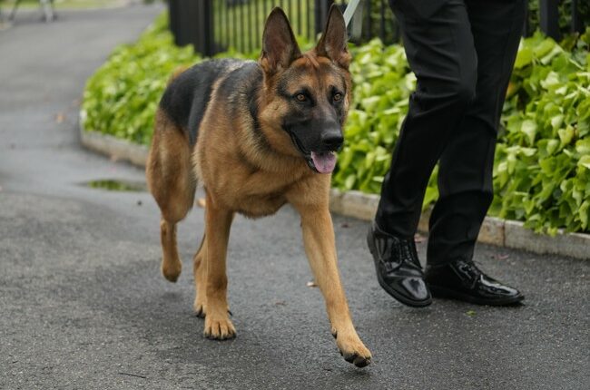 Guess Which Crazy Place Just Criminalized WALKING THE DOG