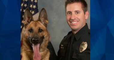 Hero Police Officer Sean Houle Shot in Face, Survives to Help Save Drowning Victim
