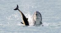 Pictured: Anakin is seen throwing a dolphin into the air off the coast of Cardigan Bay, Wales