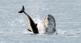 Pictured: Anakin is seen throwing a dolphin into the air off the coast of Cardigan Bay, Wales