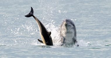 Pictured: Anakin is seen throwing a dolphin into the air off the coast of Cardigan Bay, Wales