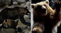 Japan launches first-ever brown bear emergency after several people killed in attacks