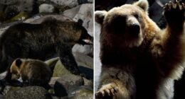 Japan launches first-ever brown bear emergency after several people killed in attacks