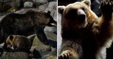 Japan launches first-ever brown bear emergency after several people killed in attacks