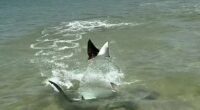 A fisherman caught the breath-taking moment a ray propelled itself into the air to avoid a hammerhead shark (pictured)