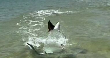 A fisherman caught the breath-taking moment a ray propelled itself into the air to avoid a hammerhead shark (pictured)