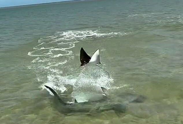 A fisherman caught the breath-taking moment a ray propelled itself into the air to avoid a hammerhead shark (pictured)