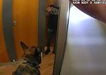 Loo-dicrous hideout: Moment police dog sniffs out suspected offenders hiding in toilet cubicle