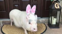 Lucy the Staten Island Pig allowed to remain at home after Mayor Adams OK’s her stay