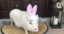 Lucy the Staten Island Pig allowed to remain at home after Mayor Adams OK’s her stay