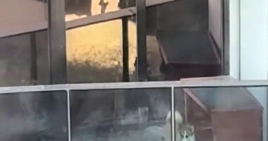 Melbourne woman Helia Abdollahi shared footage of the little corgi pacing around in circles while trapped on an apartment balcony in the city's CBD