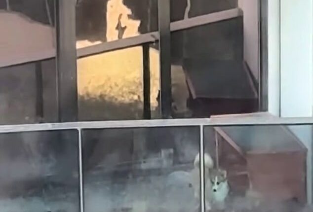 Melbourne woman Helia Abdollahi shared footage of the little corgi pacing around in circles while trapped on an apartment balcony in the city's CBD