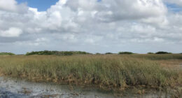 An image of the Everglades posted by the  Miccosukee Tribe of Indians of Florida on their Facebook page.