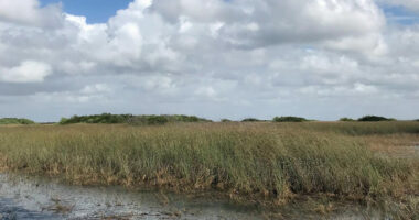 An image of the Everglades posted by the  Miccosukee Tribe of Indians of Florida on their Facebook page.
