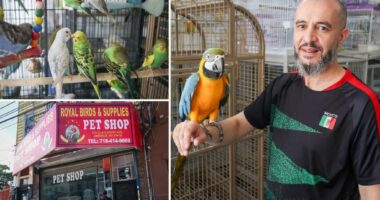 NYC bill would ban pet stores from hawking birds — leaving activists crowing and small-biz owners crying fowl