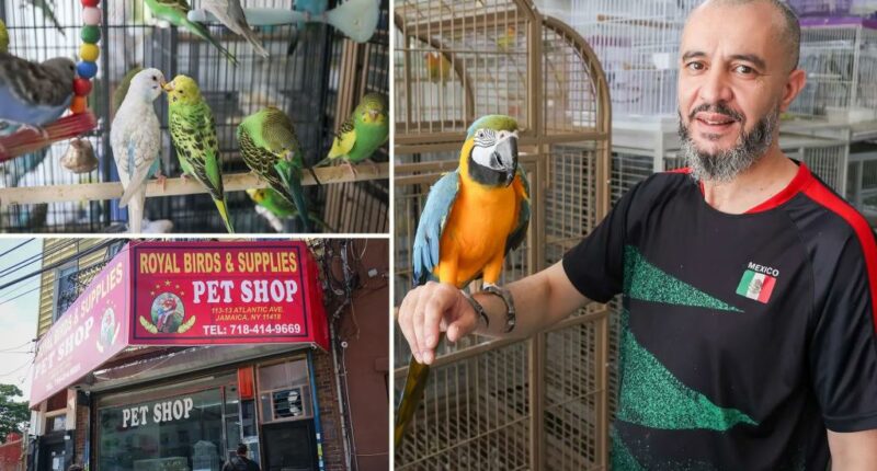 NYC bill would ban pet stores from hawking birds — leaving activists crowing and small-biz owners crying fowl