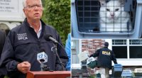 Nassau County animal hoarders, owners who leave pets in hot cars could end up in  jail under newly passed bill