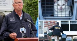 Nassau County animal hoarders, owners who leave pets in hot cars could end up in  jail under newly passed bill