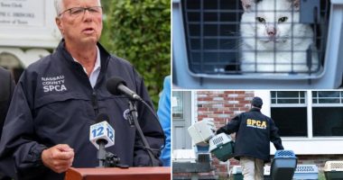 Nassau County animal hoarders, owners who leave pets in hot cars could end up in  jail under newly passed bill