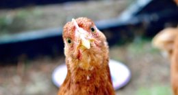 palm coast backyard chickens