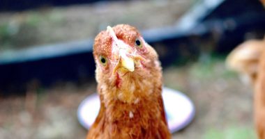 palm coast backyard chickens