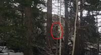 A man named Bill was walking his dogs through the Sierra Nevada Mountains when he captured was some are claiming was the elusive Bigfoot