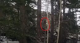 A man named Bill was walking his dogs through the Sierra Nevada Mountains when he captured was some are claiming was the elusive Bigfoot