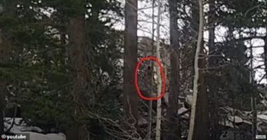 A man named Bill was walking his dogs through the Sierra Nevada Mountains when he captured was some are claiming was the elusive Bigfoot