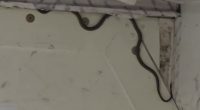 A green tree snake was spotted on board in the cargo hold of the Virgin Flight