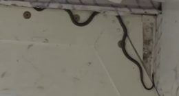A green tree snake was spotted on board in the cargo hold of the Virgin Flight