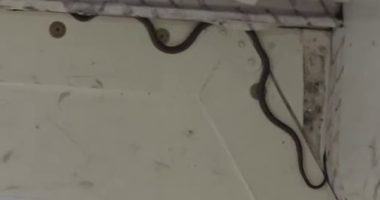 A green tree snake was spotted on board in the cargo hold of the Virgin Flight