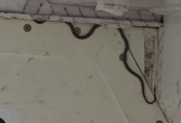 A green tree snake was spotted on board in the cargo hold of the Virgin Flight