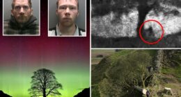 Sycamore Gap vandals face their fate in English court for felling beloved tree