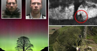 Sycamore Gap vandals face their fate in English court for felling beloved tree