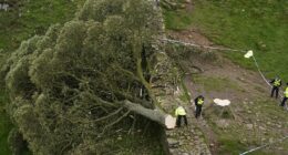 Sycamore Gap vandals to be sentenced over 'moronic' felling of historic tree they filmed themselves chopping down: Live updates