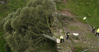 Sycamore Gap vandals to be sentenced over 'moronic' felling of historic tree they filmed themselves chopping down: Live updates