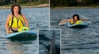 Terrified Massachusetts paddleboarders capture close encounter with great white shark off Cape Cod beach: ‘We got to go’