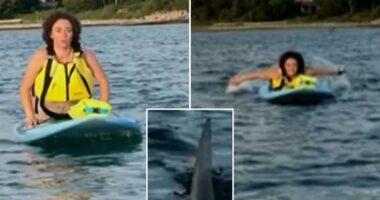 Terrified Massachusetts paddleboarders capture close encounter with great white shark off Cape Cod beach: ‘We got to go’