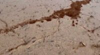Texans shaken as thousands of fire ants seen forming rafts on river using their bodies