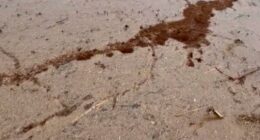 Texans shaken as thousands of fire ants seen forming rafts on river using their bodies