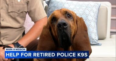 Upcoming fundraiser helps MARK-9 support retired K-9 heroes