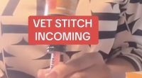A video on TikTok (pictured) suggested pet owners can save money by giving their animals human medication - but this is dangerous advice, according to a vet