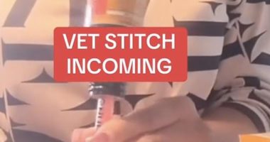 A video on TikTok (pictured) suggested pet owners can save money by giving their animals human medication - but this is dangerous advice, according to a vet