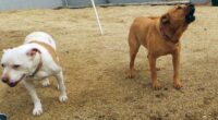 Watson and Richard Noggin: Two Dogs, Two Americas
