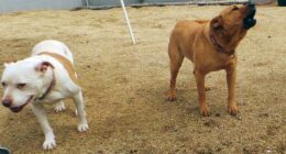 Watson and Richard Noggin: Two Dogs, Two Americas