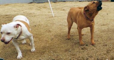 Watson and Richard Noggin: Two Dogs, Two Americas