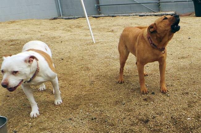 Watson and Richard Noggin: Two Dogs, Two Americas