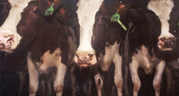 raw milk infections
